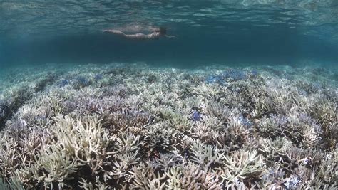 Coral Reefs: A Magical Platform for Education and Research